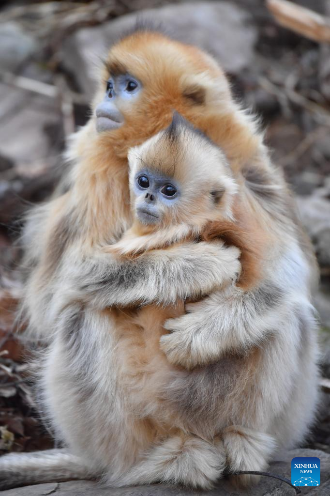 Golden snub-nosed monkeys are pictured at the Zhouzhi National Nature Reserve in northwest China's Shaanxi Province, Dec. 11, 2025. Spanning the northern and southern slopes of the Qinling Mountains, the Zhouzhi National Nature Reserve is dedicated to protecting golden snub-nosed monkeys and other rare wildlife as well as their habitats. In recent years, the reserve has implemented multiple ecological restoration projects, leading to a steady increase in wildlife populations within the region. The population of golden snub-nosed monkeys here has expanded from over 1,200 to around 2,000. (Xinhua/Shao Rui)