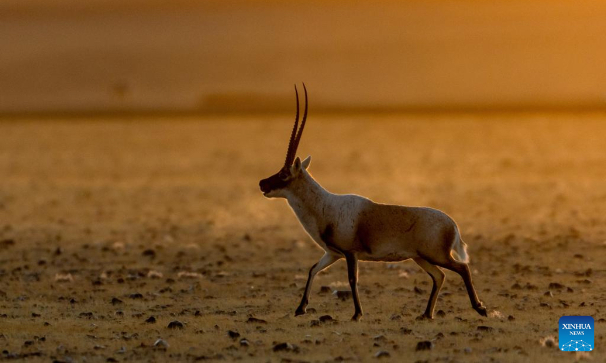 This photo taken on Dec. 4, 2025 shows a Tibetan antelope pictured at the Changtang National Nature Reserve, southwest China's Xizang Autonomous Region. Located in the northern part of Xizang with an average altitude exceeding 4,500 meters, the Changtang National Nature Reserve is home to over 30 kinds of wild animals listed on China's national-level protection catalogue, including Tibetan antelopes and wild yaks. (Xinhua/Jiang Fan)