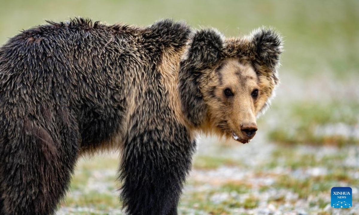 This photo taken on July 16, 2025 shows a brown bear pictured at the Changtang National Nature Reserve, southwest China's Xizang Autonomous Region. Located in the northern part of Xizang with an average altitude exceeding 4,500 meters, the Changtang National Nature Reserve is home to over 30 kinds of wild animals listed on China's national-level protection catalogue, including Tibetan antelopes and wild yaks. (Xinhua/Jiang Fan)
