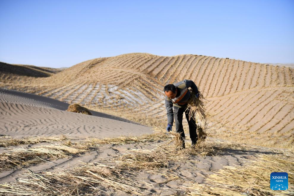 A staff member drives a tractor to transport materials for sand barriers in Kumtag Desert in Kazak Autonomous County of Aksay, northwest China's Gansu Province, Dec. 13, 2025. Covering a total area of 222,000 mu (14,800 hectares), a water conservation, ecological protection and restoration project is underway here, with sub-projects including sand fixation and afforestation. (Photo by Gao Hongshan/Xinhua)