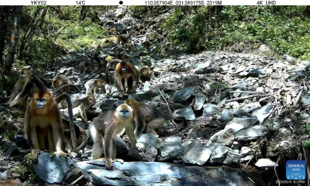 This infrared camera video screenshot shows golden snub-nosed monkeys in Badong Golden Monkey National Nature Reserve in central China's Hubei Province, May 11, 2025. (Xinhua)