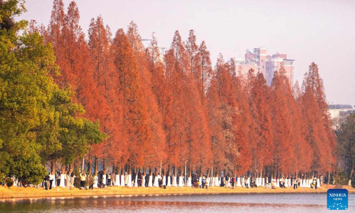 An aerial drone photo taken on Dec. 18, 2025 shows people visiting a park, where metasequoia tree leaves have turned red, in Changsha, central China's Hunan Province. (Xinhua/Chen Sihan)