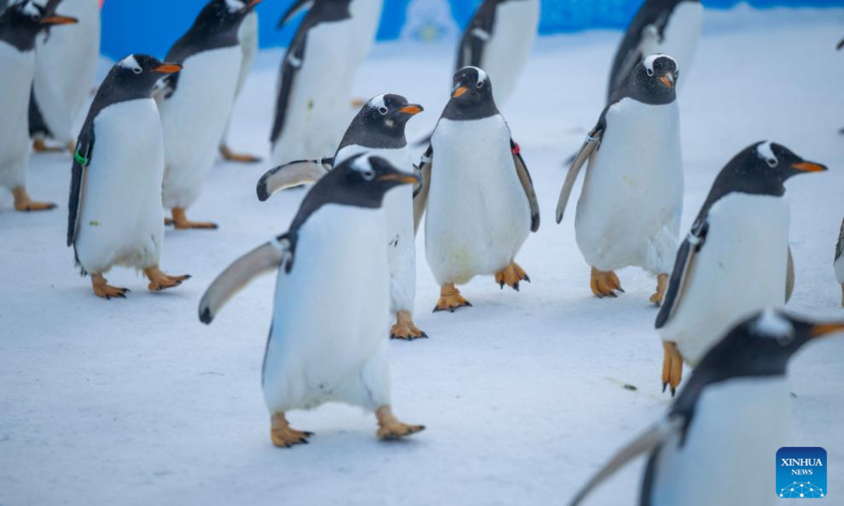 Penguins are pictured during a penguin parade event at Harbin Polarland in Harbin, capital of northeast China's Heilongjiang Province, Dec. 13, 2025. Harbin Polarland held a penguin parade with 100 Antarctic penguins on Saturday. (Xinhua/Zhang Tao)