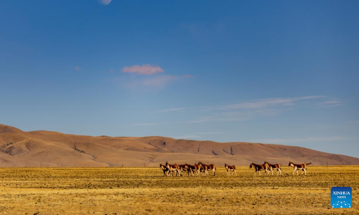 This photo taken on Dec. 1, 2025 shows kiangs (Equus kiang) pictured at the Changtang National Nature Reserve, southwest China's Xizang Autonomous Region. Located in the northern part of Xizang with an average altitude exceeding 4,500 meters, the Changtang National Nature Reserve is home to over 30 kinds of wild animals listed on China's national-level protection catalogue, including Tibetan antelopes and wild yaks. (Xinhua/Jiang Fan)