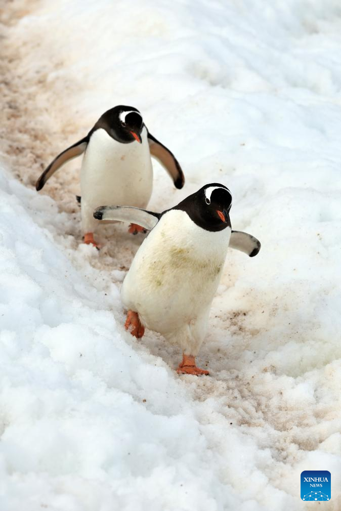Penguins are seen on Petermann Island in Antarctica, Dec. 12, 2025. The Antarctic ice and snow melt in large quantities during the height of summer, when the weather is relatively mild and the days are long. It is not only the high season for penguins to mate and hatch their chicks, but also the best time for whale watching. (Photo by Yang Shu/Xinhua)