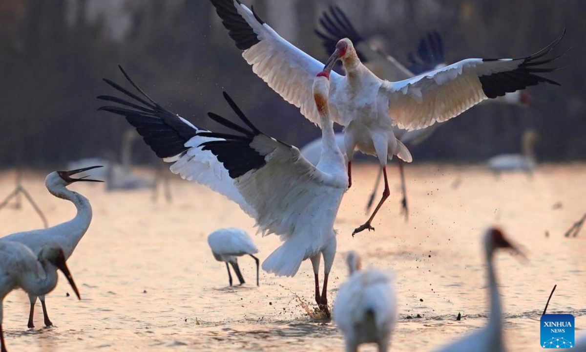 This photo taken on Dec. 17, 2025 shows migratory birds at Nanchang Five Stars Siberian Cranes Sanctuary by the Poyang Lake in Nanchang, east China's Jiangxi Province. The sanctuary has witnessed the peak wintering season for migratory birds including white cranes, swans, white spoonbills, etc. (Xinhua/Wan Xiang)