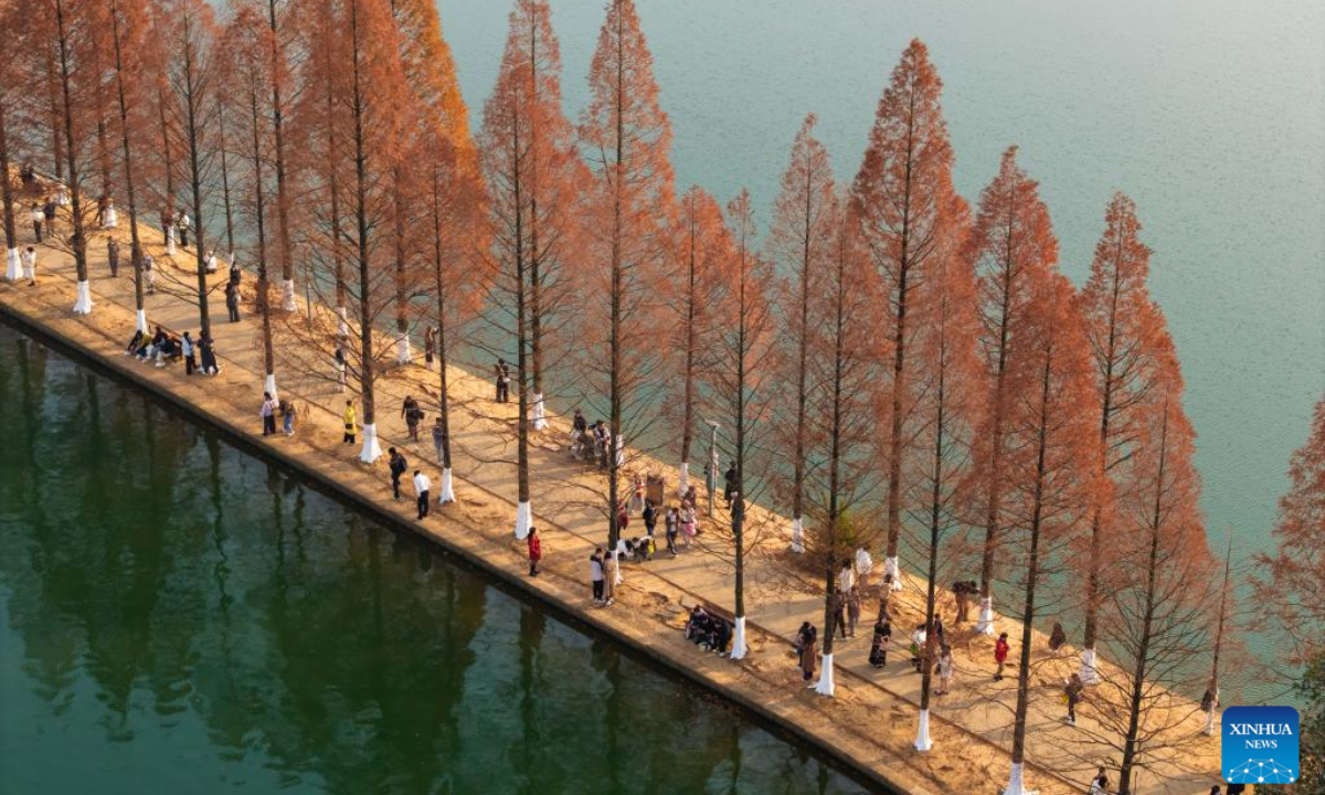 An aerial drone photo taken on Dec. 18, 2025 shows people visiting a park, where metasequoia tree leaves have turned red, in Changsha, central China's Hunan Province. (Xinhua/Chen Sihan)