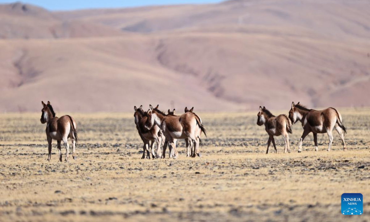This photo taken on Dec. 1, 2025 shows kiangs (Equus kiang) pictured at the Changtang National Nature Reserve, southwest China's Xizang Autonomous Region. Located in the northern part of Xizang with an average altitude exceeding 4,500 meters, the Changtang National Nature Reserve is home to over 30 kinds of wild animals listed on China's national-level protection catalogue, including Tibetan antelopes and wild yaks. (Xinhua/Guo Yu)