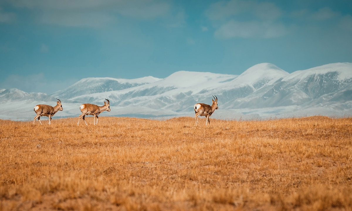 A scenic view of Sanjiangyuan, the source region of the Yangtze, Yellow, and Lancang rivers, in Northwest China's Qinghai Province. Photo: VCG