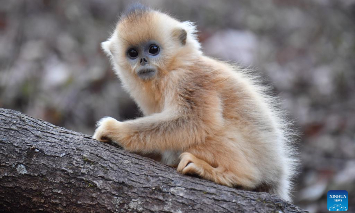 Golden snub-nosed monkeys are pictured at the Zhouzhi National Nature Reserve in northwest China's Shaanxi Province, Dec. 11, 2025. Spanning the northern and southern slopes of the Qinling Mountains, the Zhouzhi National Nature Reserve is dedicated to protecting golden snub-nosed monkeys and other rare wildlife as well as their habitats. In recent years, the reserve has implemented multiple ecological restoration projects, leading to a steady increase in wildlife populations within the region. The population of golden snub-nosed monkeys here has expanded from over 1,200 to around 2,000. (Xinhua/Shao Rui)