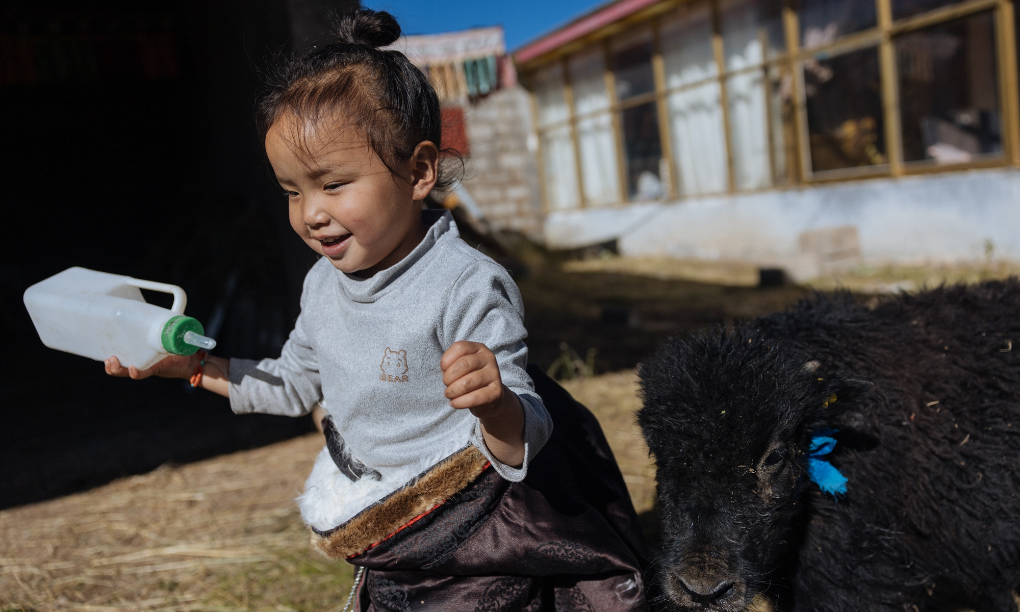 Four-year-old Yutso plays with a yak calf in the courtyard of her family in Zhidoi County, Northwest China's Qinghai Province, in October 2025. Photo: Li Hao/GT