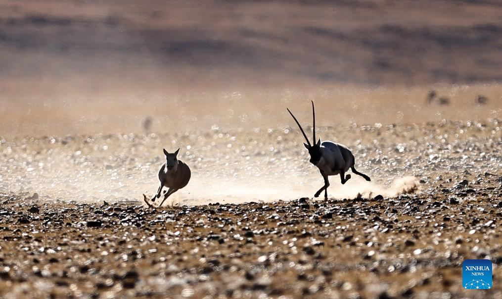 A male Tibetan antelope chases a female one at the Changtang National Nature Reserve in southwest China's Xizang Autonomous Region, Dec. 1, 2025.

Winter is the mating season for Tibetan antelopes, which enjoy first-class state protection in China, and are mostly found in the Xizang Autonomous Region, Qinghai Province and the Xinjiang Uygur Autonomous Region. (Xinhua/Guo Yu)