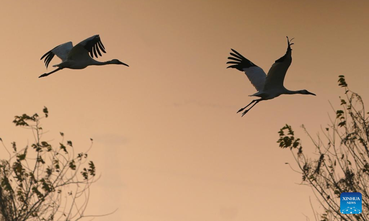 This photo taken on Dec. 17, 2025 shows migratory birds at Nanchang Five Stars Siberian Cranes Sanctuary by the Poyang Lake in Nanchang, east China's Jiangxi Province. The sanctuary has witnessed the peak wintering season for migratory birds including white cranes, swans, white spoonbills, etc. (Xinhua/Wan Xiang)