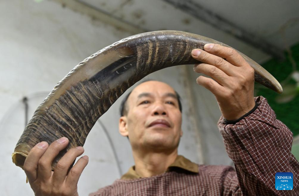 Ye Hualiang, an inheritor of the Wuling ox horn carving technique, picks ox horns for processing in Wuling Town of Binyang County, south China's Guangxi Zhuang Autonomous Region, Dec. 16, 2025. The Wuling ox horn carving technique of Binyang County is a local traditional craft with a history of over three centuries. In recent years, Binyang County has been encouraging industrial innovation in the development of ox corn products such as combs, massage hammers, tea sets and pen caps. Every year, some six million ox horn products are produced in the county with considerable market acceptance. (Xinhua/Lu Boan)