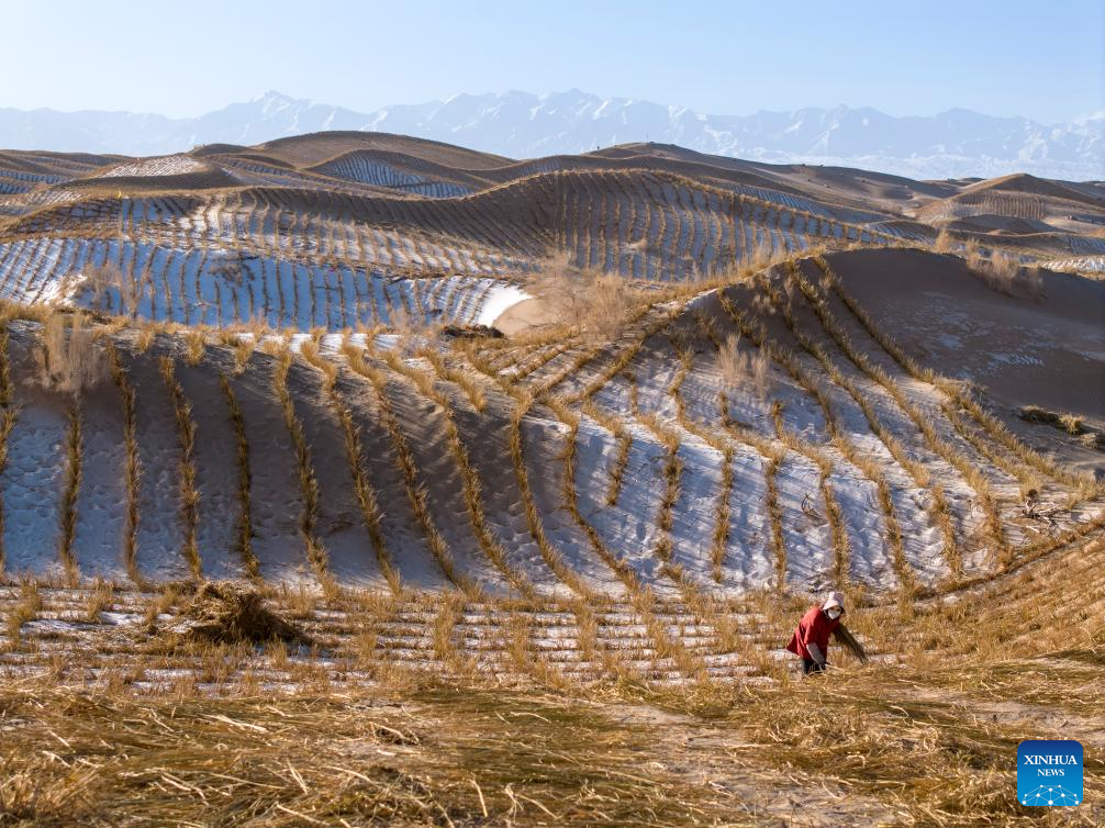 A staff member drives a tractor to transport materials for sand barriers in Kumtag Desert in Kazak Autonomous County of Aksay, northwest China's Gansu Province, Dec. 13, 2025. Covering a total area of 222,000 mu (14,800 hectares), a water conservation, ecological protection and restoration project is underway here, with sub-projects including sand fixation and afforestation. (Photo by Gao Hongshan/Xinhua)