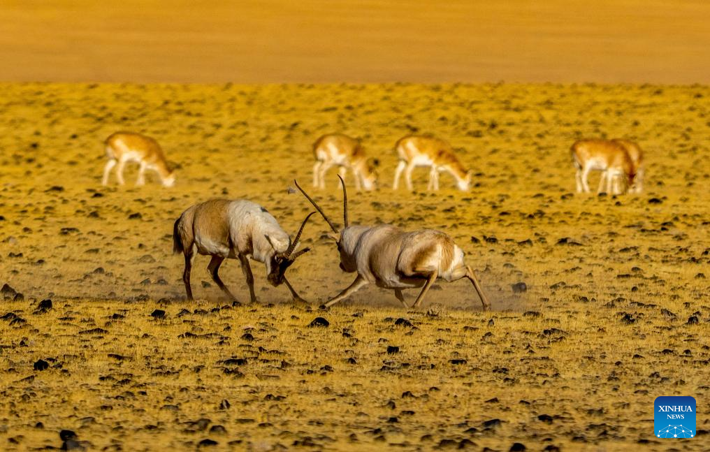Two male Tibetan antelopes fight for mating at the Changtang National Nature Reserve in southwest China's Xizang Autonomous Region, Dec. 3, 2025.

Winter is the mating season for Tibetan antelopes, which enjoy first-class state protection in China, and are mostly found in the Xizang Autonomous Region, Qinghai Province and the Xinjiang Uygur Autonomous Region. (Xinhua/Jiang Fan)