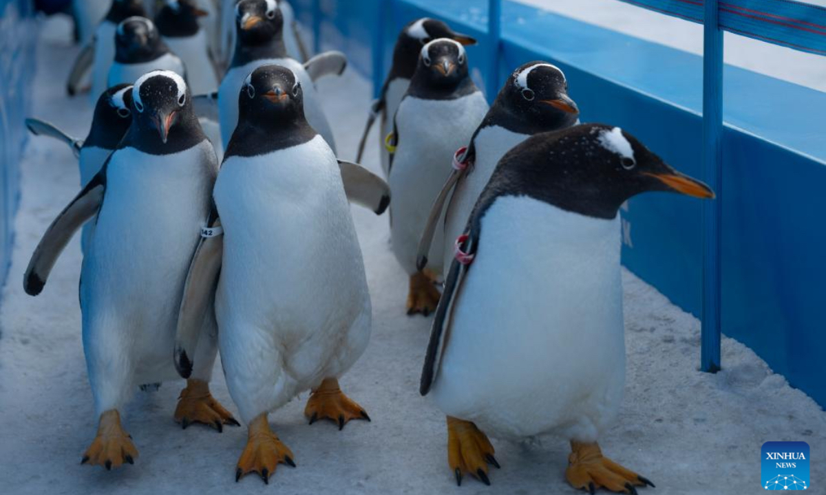 Penguins are pictured during a penguin parade event at Harbin Polarland in Harbin, capital of northeast China's Heilongjiang Province, Dec. 13, 2025. Harbin Polarland held a penguin parade with 100 Antarctic penguins on Saturday. (Xinhua/Zhang Tao)