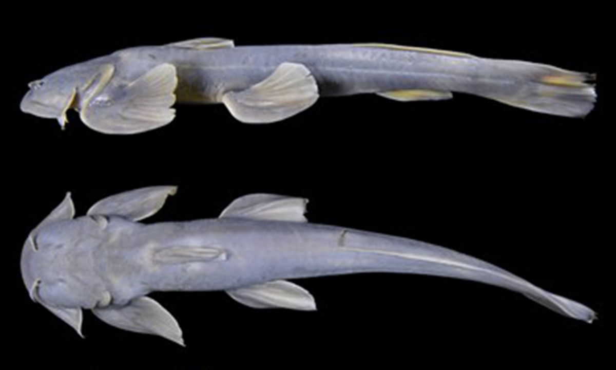 Glaridoglanis verruciloba sp. nov., a new species of catfish discovered by Chinese researchers in Zayu county, Southwest China's Xizang Autonomous Region Photo: Xinhua