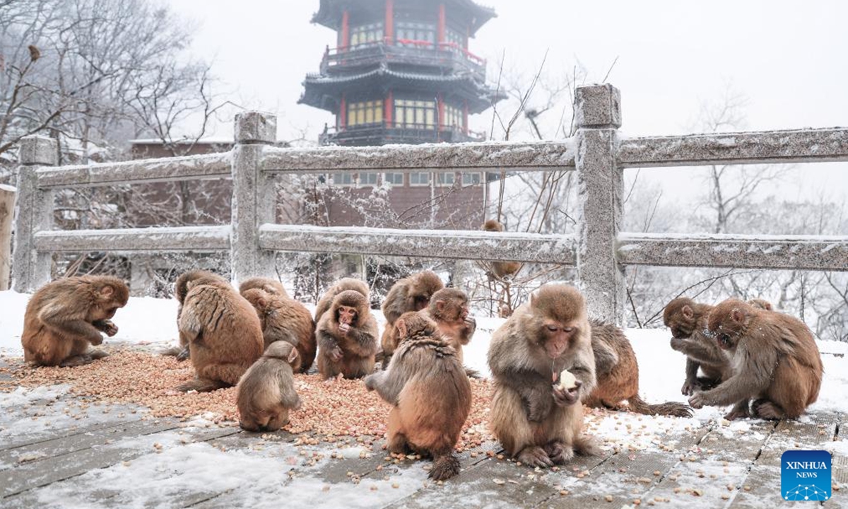 Monkeys are pictured at the Huaguo Mountain scenic area after snow in Lianyungang, east China's Jiangsu Province, Dec. 13, 2025. (Photo by Wang Jianmin/Xinhua)
