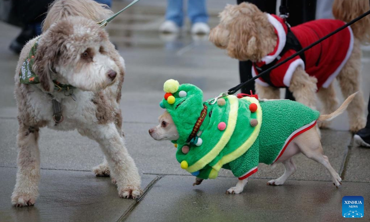 Dogs dressed in festive attire take part in the annual Holiday Dog Parade in Richmond, British Columbia, Canada, Dec. 14, 2025. (Photo by Liang Sen/Xinhua)