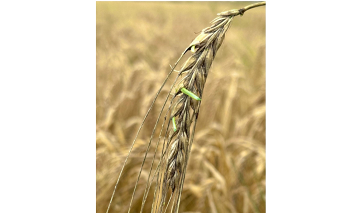 Photo: Courtesy of Carlsberg Research Laboratory in Denmark