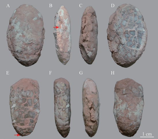 Photo: Courtesy of Anhui Geological Museum