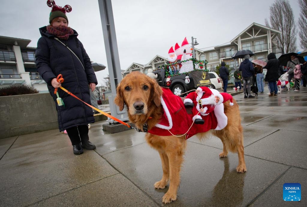 A dog dressed in festive attire takes part in the annual Holiday Dog Parade in Richmond, British Columbia, Canada, Dec. 14, 2025. (Photo by Liang Sen/Xinhua)