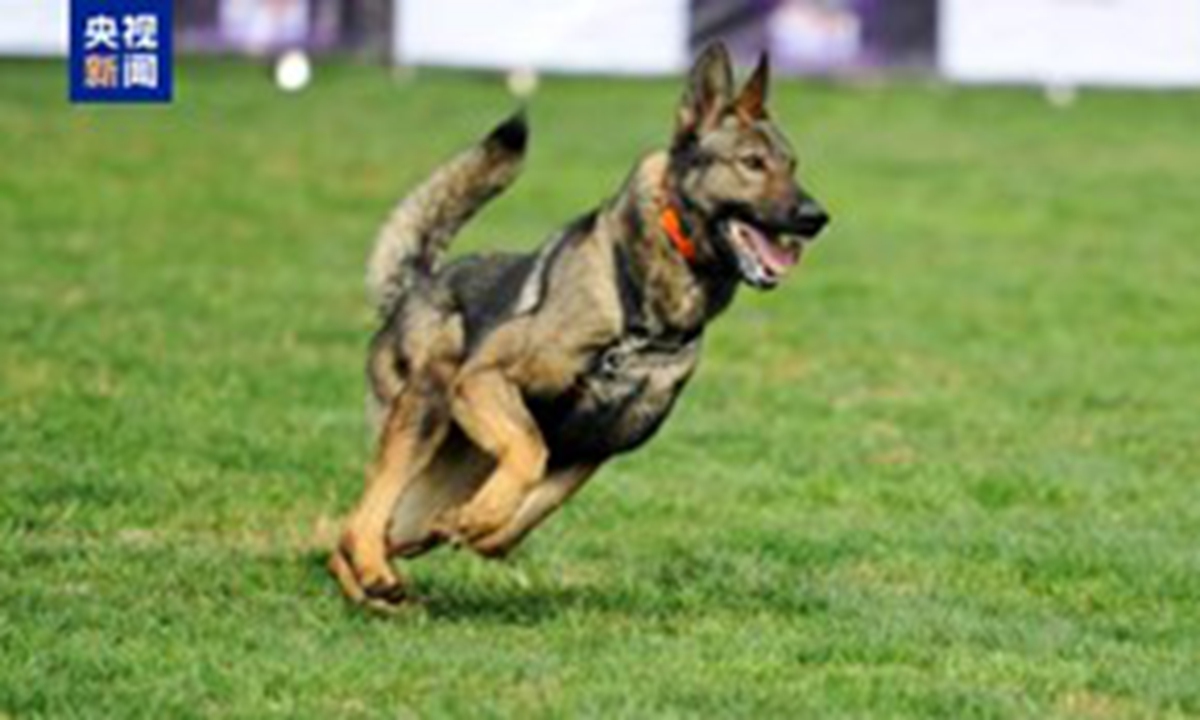 China promotes indigenous breed for 'world-class' police dog tech