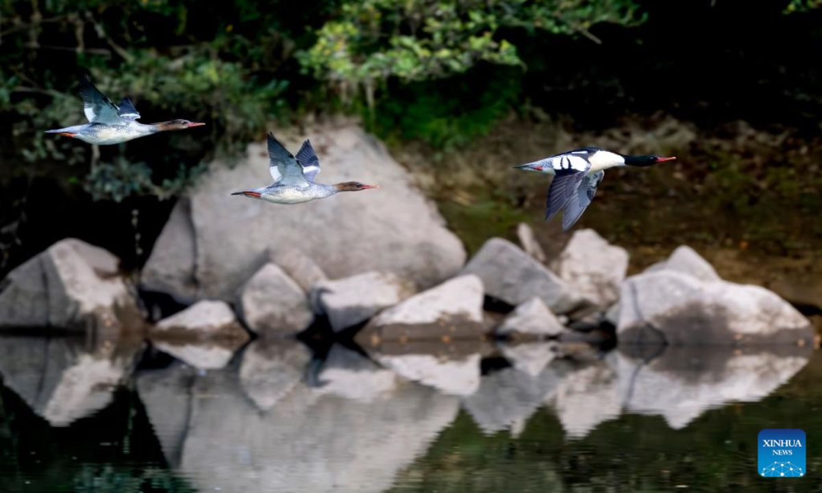 A Chinese merganser forages in the Dazhang River in Yongtai County, southeast China's Fujian Province, Dec. 20, 2025. Sixteen Chinese mergansers, a national first-class protected species, were spotted wintering here. (Xinhua/Wei Peiquan)