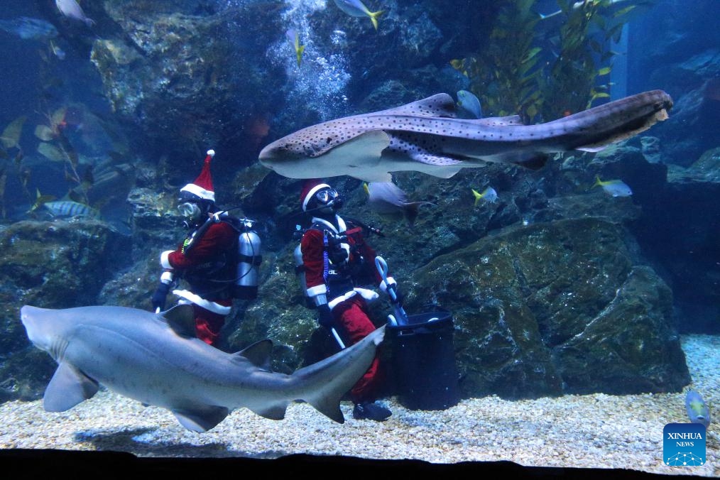 Divers dressed in Santa Claus costumes perform at the Sea life Bangkok Ocean World in Bangkok, Thailand, Dec. 18, 2025. (Xinhua/Rachen Sageamsak)