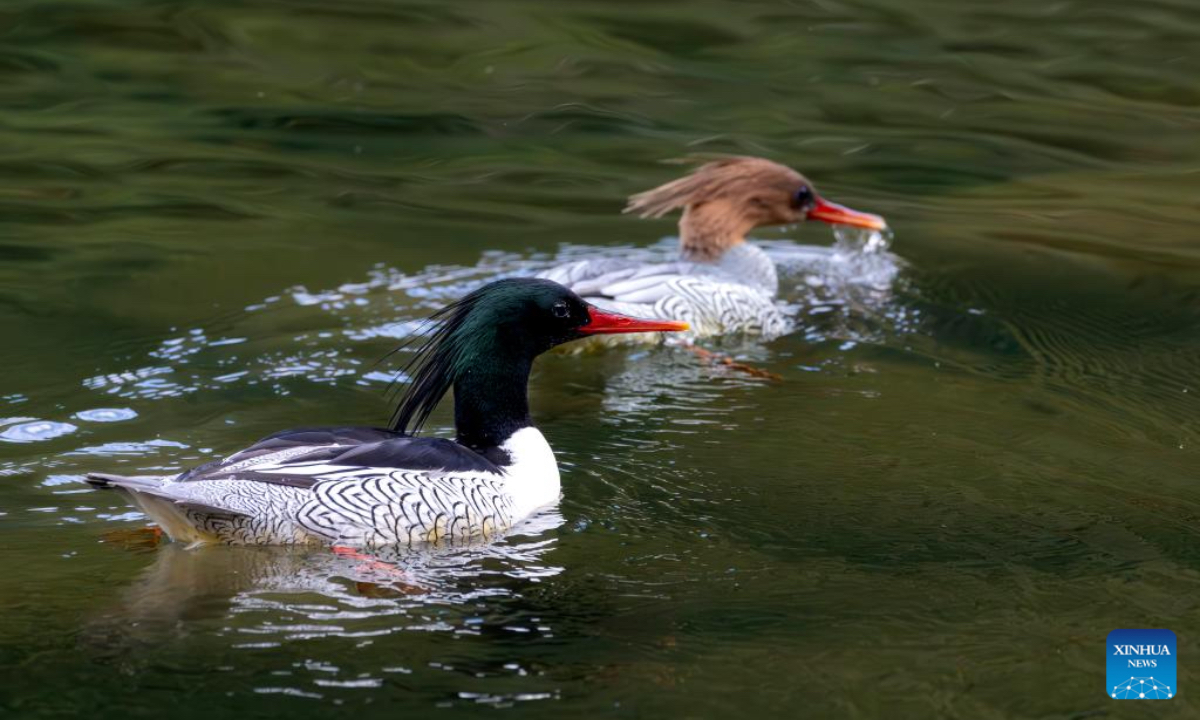 A Chinese merganser forages in the Dazhang River in Yongtai County, southeast China's Fujian Province, Dec. 20, 2025. Sixteen Chinese mergansers, a national first-class protected species, were spotted wintering here. (Xinhua/Wei Peiquan)