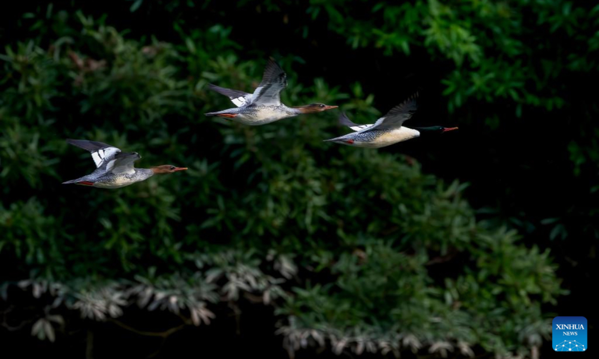 A Chinese merganser forages in the Dazhang River in Yongtai County, southeast China's Fujian Province, Dec. 20, 2025. Sixteen Chinese mergansers, a national first-class protected species, were spotted wintering here. (Xinhua/Wei Peiquan)