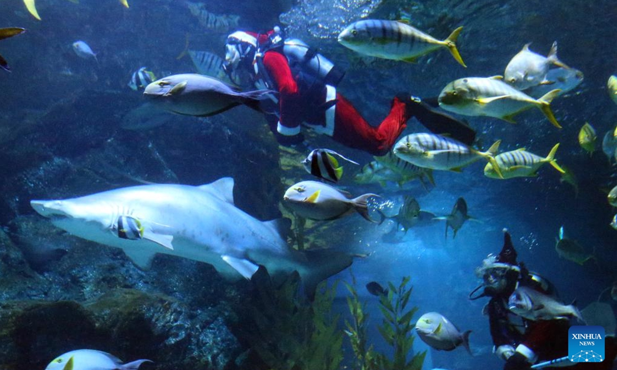 Divers dressed in Santa Claus costumes perform at the Sea life Bangkok Ocean World in Bangkok, Thailand, Dec. 18, 2025. (Xinhua/Rachen Sageamsak)