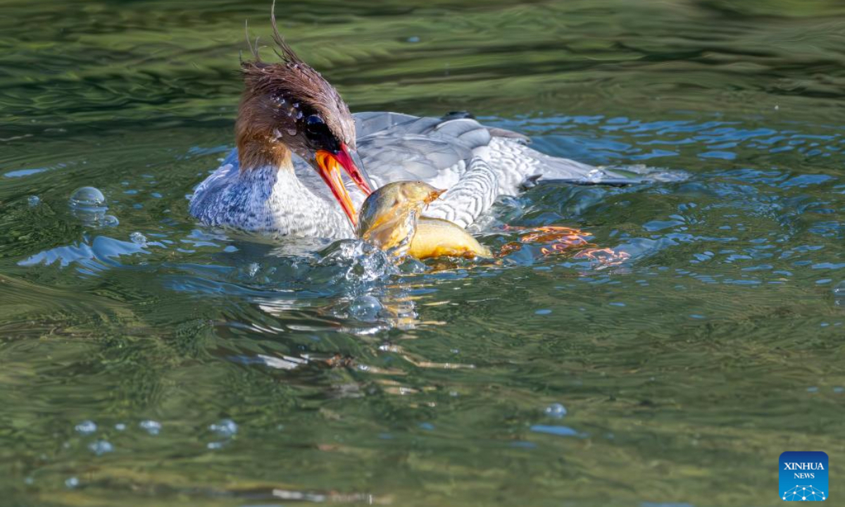 A Chinese merganser forages in the Dazhang River in Yongtai County, southeast China's Fujian Province, Dec. 20, 2025. Sixteen Chinese mergansers, a national first-class protected species, were spotted wintering here. (Xinhua/Wei Peiquan)
