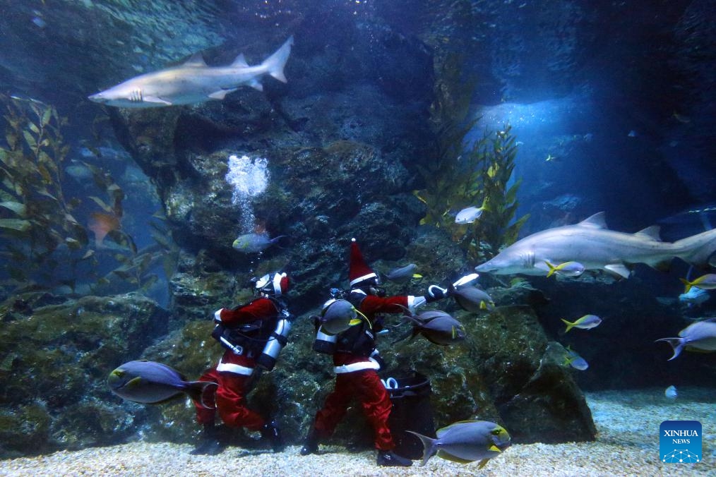 Divers dressed in Santa Claus costumes perform at the Sea life Bangkok Ocean World in Bangkok, Thailand, Dec. 18, 2025. (Xinhua/Rachen Sageamsak)