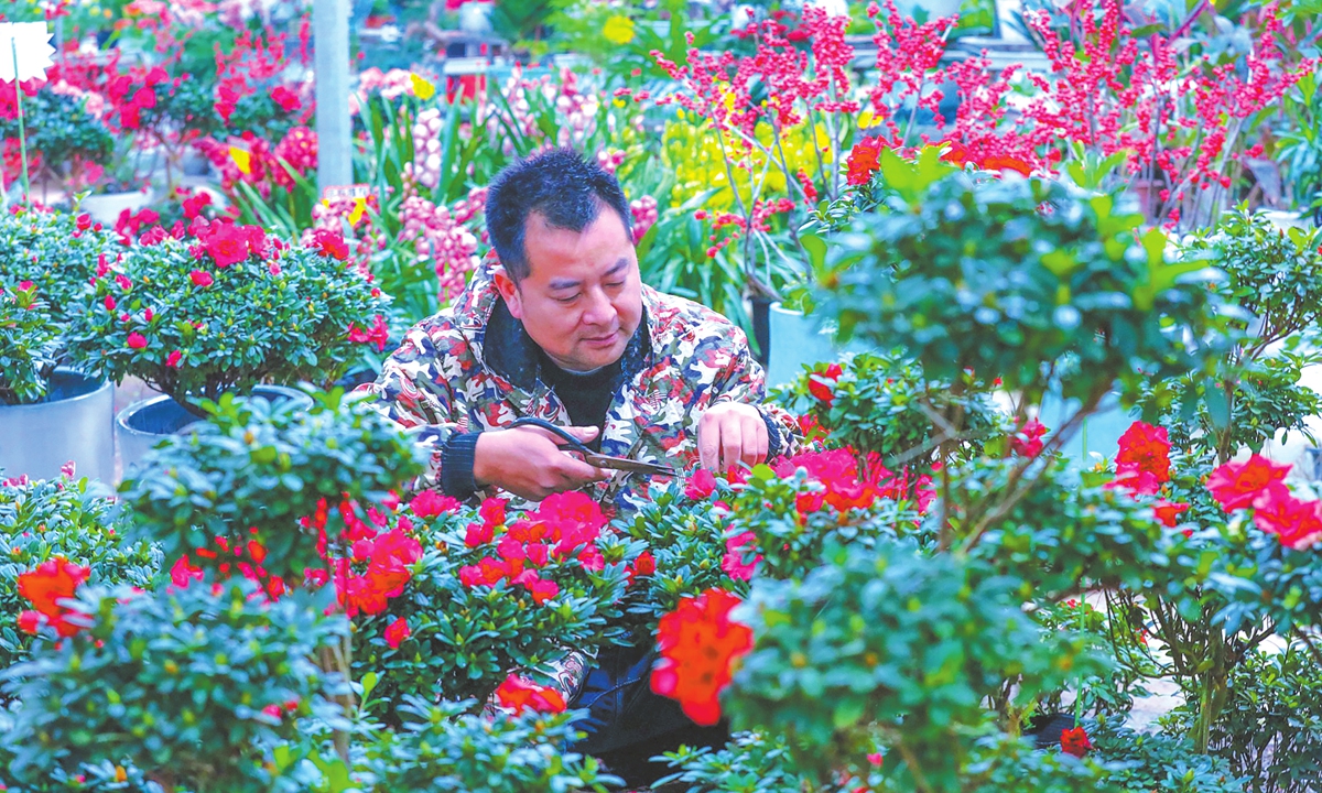 A flower grower tends blossoms at a flower cultivation base in Guangshan County, Xinyang, Central China's Henan Province, on December 21, 2025. In recent years, Guangshan has encouraged farmers to cultivate specialty flowers and leveraged new agricultural business entities to develop the flower economy, creating a distinctive income-boosting industry that has generated jobs and higher earnings for more than 5,000 villagers. Photo: VCG