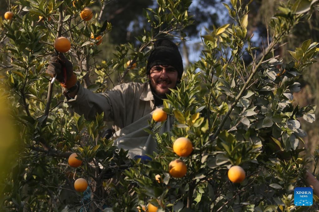 A farmer harvests at an orange orchard in Nangarhar province, eastern Afghanistan, Dec. 10, 2025.(Photo by Saifurahman Safi/Xinhua)