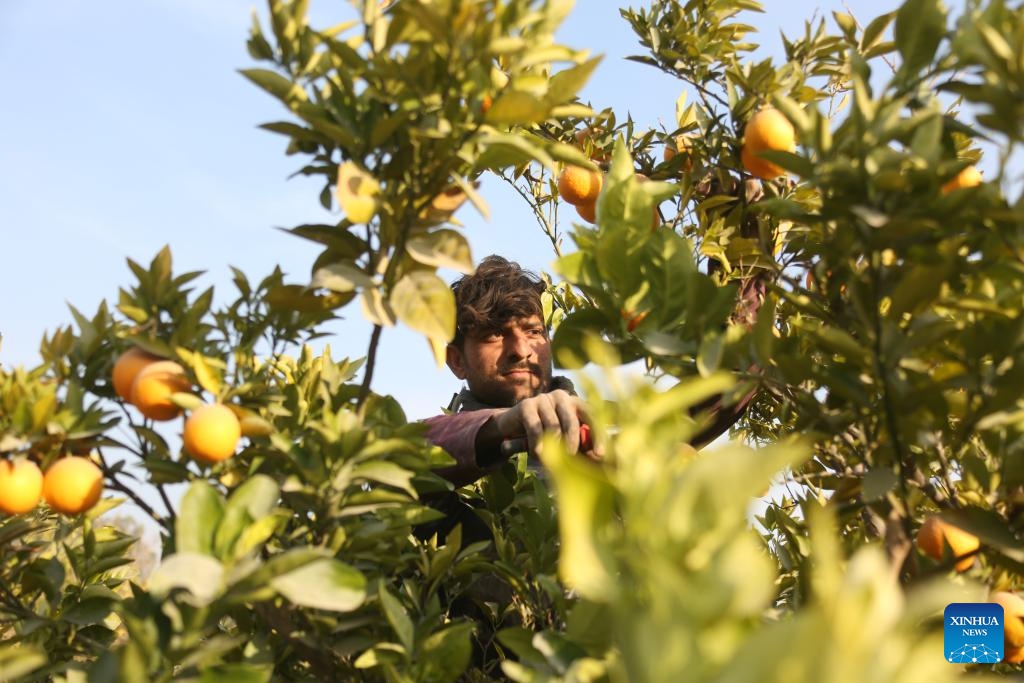 A farmer harvests at an orange orchard in Nangarhar province, eastern Afghanistan, Dec. 10, 2025.(Photo by Saifurahman Safi/Xinhua)