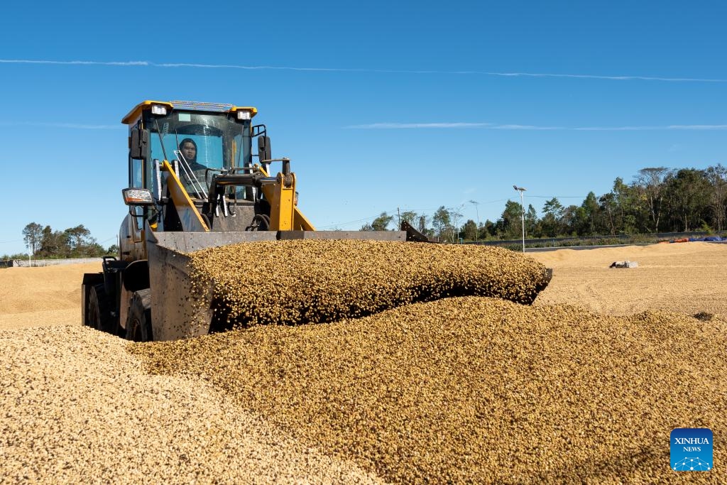 A farmer drives a machinery to dry coffee beans at a coffee plantation in Champasak Province, Laos, Dec. 18, 2025. Laos is currently in the coffee bean harvest season, and farmers are seizing the sunny weather to pick and process coffee beans. (Photo by Kaikeo Saiyasane/Xinhua)