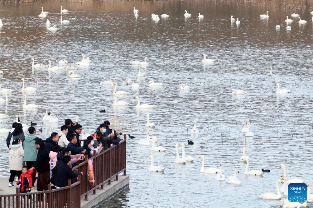People view swans at a wetland park in Sanmenxia, central China's Henan Province, Dec. 20, 2025. A large number of migratory swans have flocked to the Yellow River wetland in Sanmenxia to spend winter. (Photo by Niu Shupei/Xinhua)