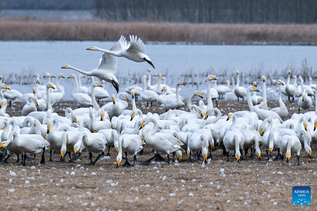 This photo taken on Dec. 20, 2025 shows swans at a wetland in Sanmenxia, central China's Henan Province. A large number of migratory swans have flocked to the Yellow River wetland in Sanmenxia to spend winter. (Photo by Zhao Yongtao/Xinhua)
