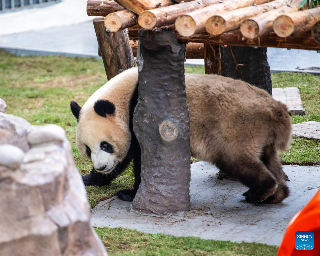 A giant panda is seen at Chongqing zoo in southwest China's Chongqing Municipality, Dec. 22, 2025. On Monday, the lower part of the giant panda house at Chongqing zoo completed its renovation and welcomed giant pandas to move in. (Xinhua/Tang Yi)