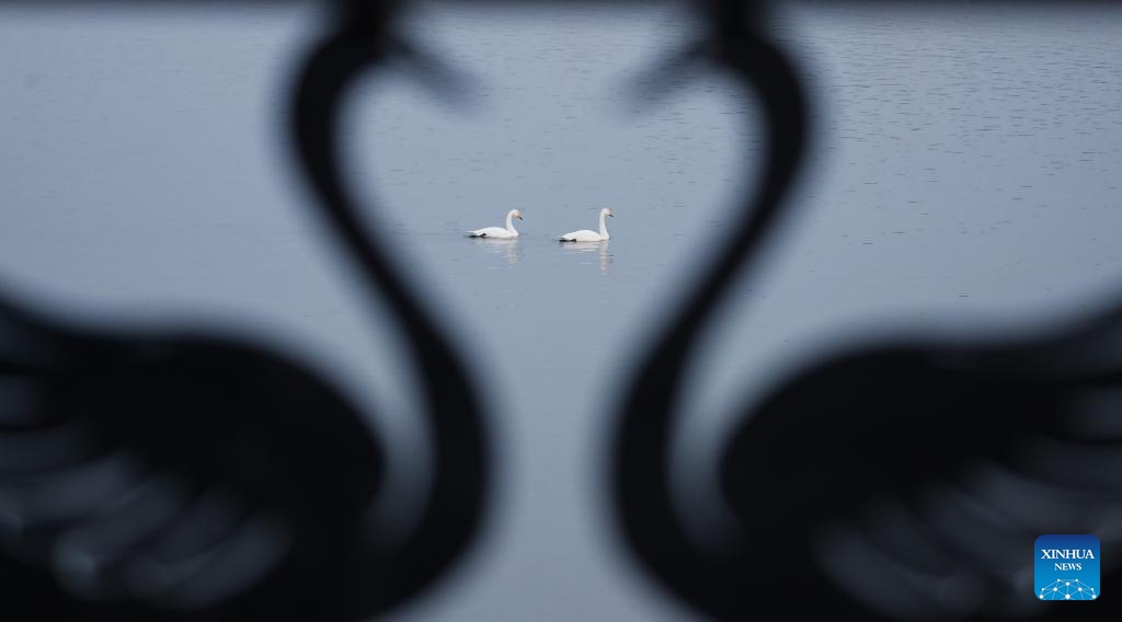 This photo taken on Dec. 20, 2025 shows swans at a wetland in Sanmenxia, central China's Henan Province. A large number of migratory swans have flocked to the Yellow River wetland in Sanmenxia to spend winter. (Photo by Feng Xiaomin/Xinhua)