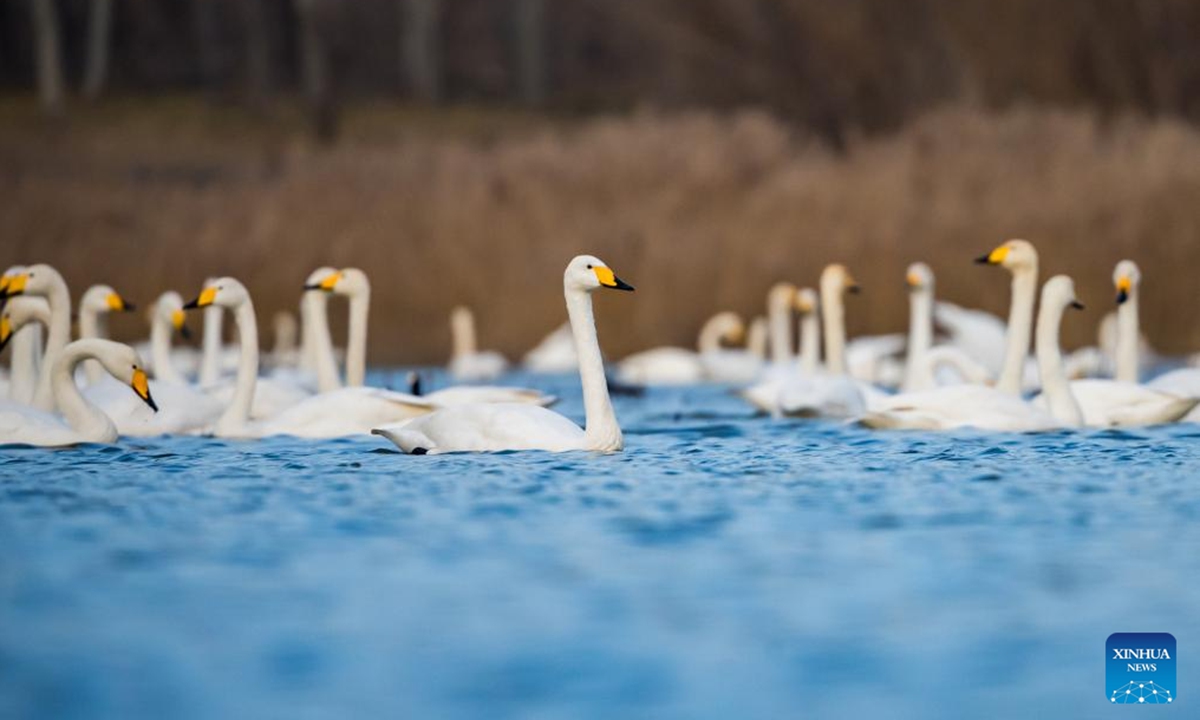 This photo taken on Dec. 20, 2025 shows swans at a wetland in Sanmenxia, central China's Henan Province. A large number of migratory swans have flocked to the Yellow River wetland in Sanmenxia to spend winter. (Photo by Zhao Yongtao/Xinhua)
