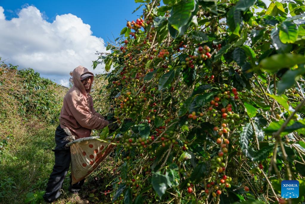 A farmer picks coffee beans at a coffee plantation in Champasak Province, Laos, Dec. 17, 2025. Laos is currently in the coffee bean harvest season, and farmers are seizing the sunny weather to pick and process coffee beans. (Photo by Kaikeo Saiyasane/Xinhua)