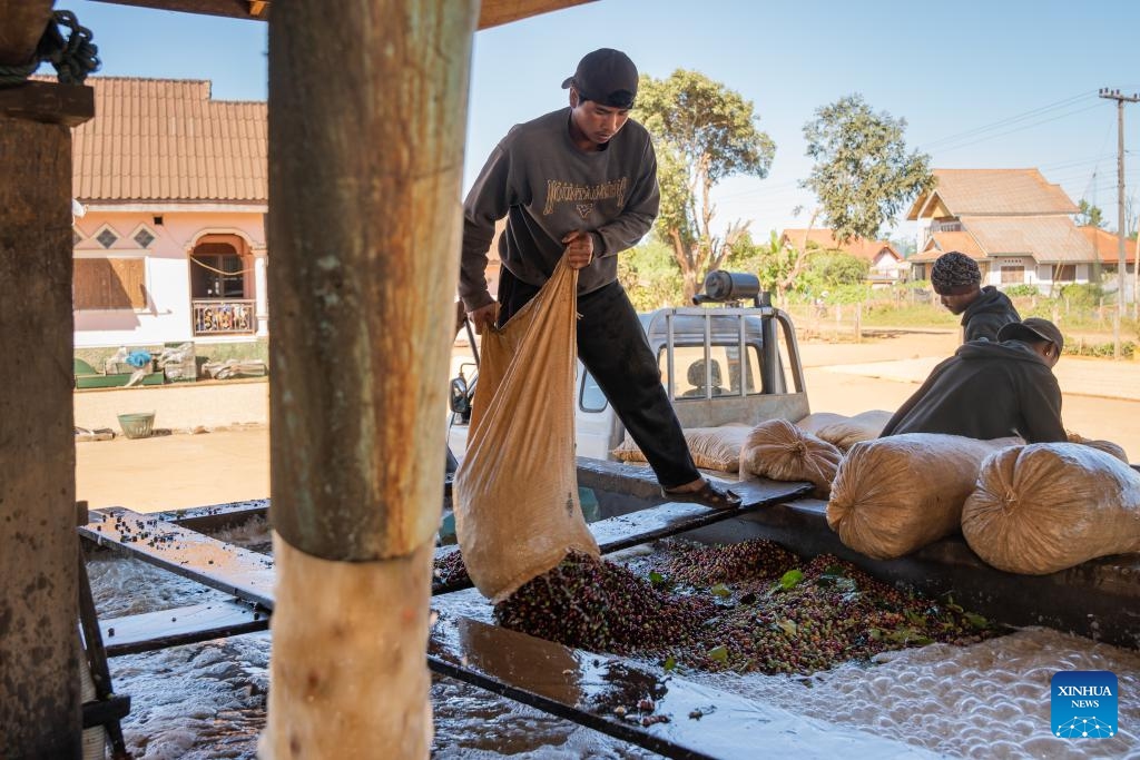 Farmers clean coffee beans at a coffee plantation in Champasak Province, Laos, Dec. 18, 2025. Laos is currently in the coffee bean harvest season, and farmers are seizing the sunny weather to pick and process coffee beans. (Photo by Kaikeo Saiyasane/Xinhua)