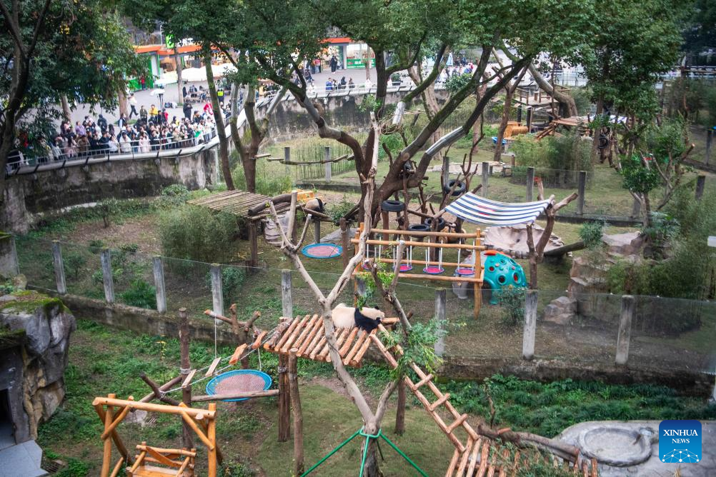 A giant panda rests at Chongqing zoo in southwest China's Chongqing Municipality, Dec. 22, 2025. On Monday, the lower part of the giant panda house at Chongqing zoo completed its renovation and welcomed giant pandas to move in. (Xinhua/Tang Yi)