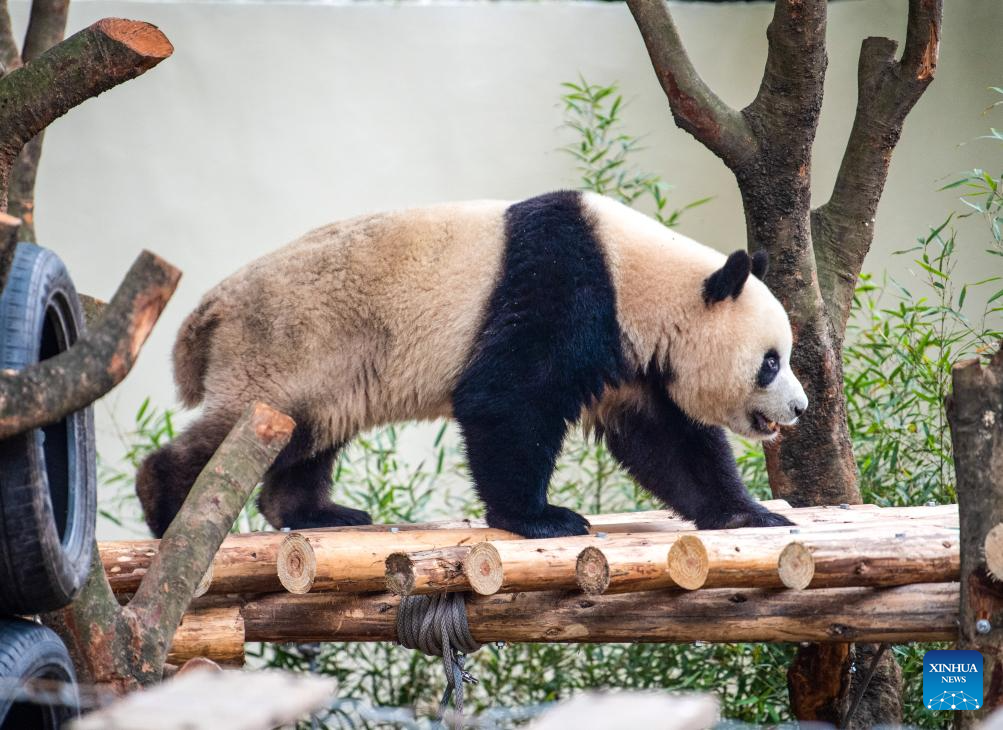 A giant panda is seen at Chongqing zoo in southwest China's Chongqing Municipality, Dec. 22, 2025. On Monday, the lower part of the giant panda house at Chongqing zoo completed its renovation and welcomed giant pandas to move in. (Xinhua/Tang Yi)