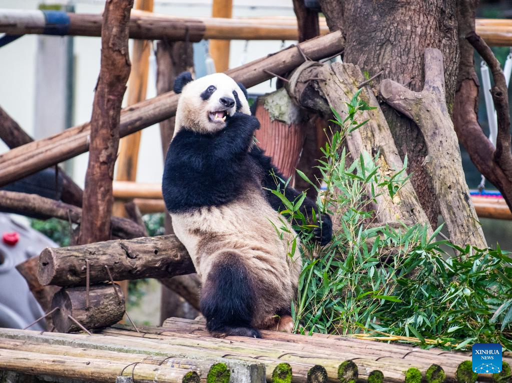 A giant panda eats bamboo at Chongqing zoo in southwest China's Chongqing Municipality, Dec. 22, 2025. On Monday, the lower part of the giant panda house at Chongqing zoo completed its renovation and welcomed giant pandas to move in. (Xinhua/Tang Yi)