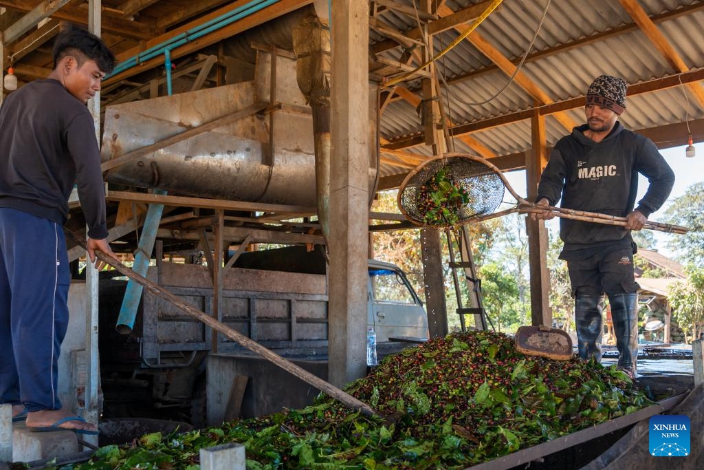 Farmers clean coffee beans at a coffee plantation in Champasak Province, Laos, Dec. 18, 2025. Laos is currently in the coffee bean harvest season, and farmers are seizing the sunny weather to pick and process coffee beans. (Photo by Kaikeo Saiyasane/Xinhua)